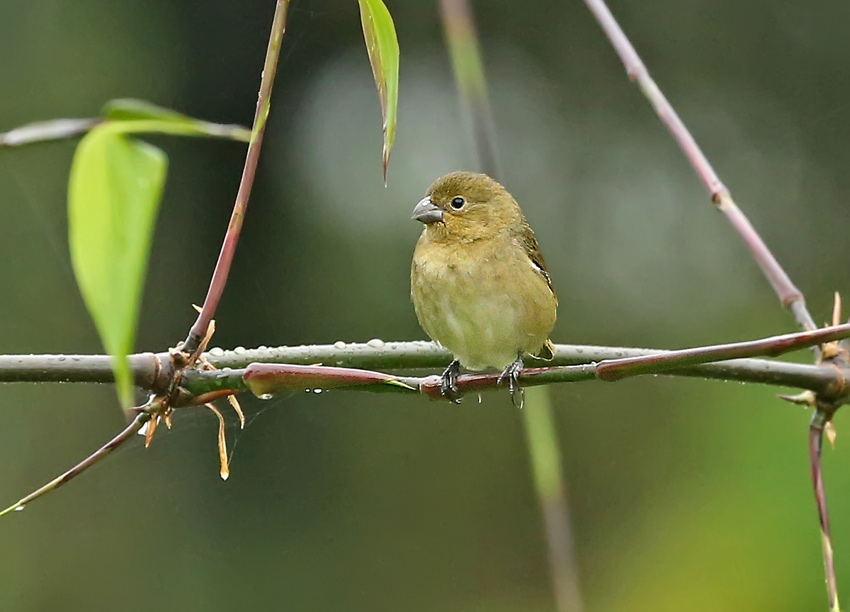 Black-and-white Seedeater