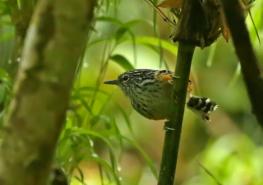 Streak-headed Antbird