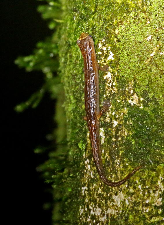 Lung-less Salamander
