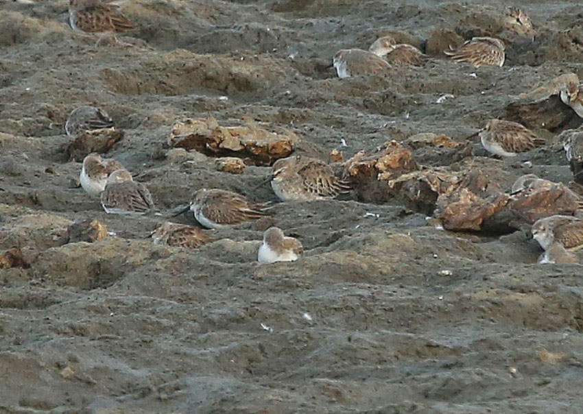 Dunlin