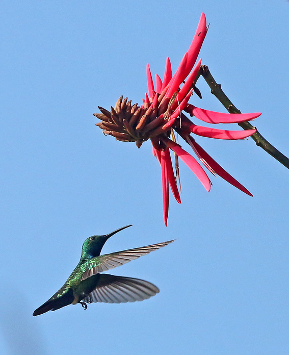 Green-breasted Mango