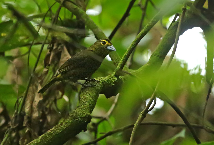 Lemon-spectacled Tanager