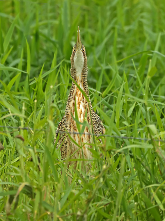 Pinnated Bittern