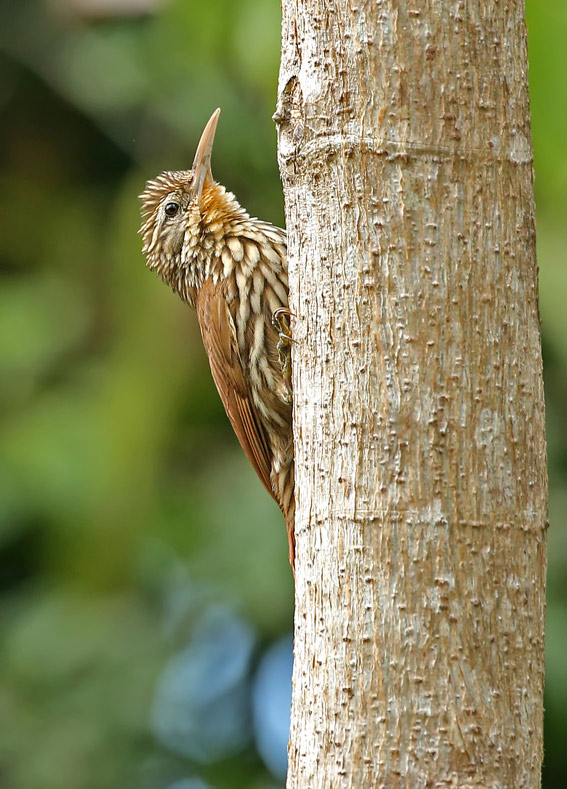 Streak-headed Woodcreeper