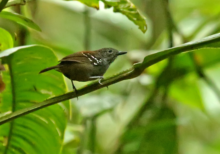 Stipple-throated Antwren