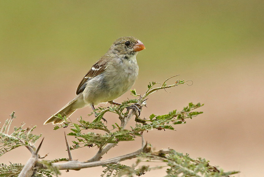 Drab Seedeater