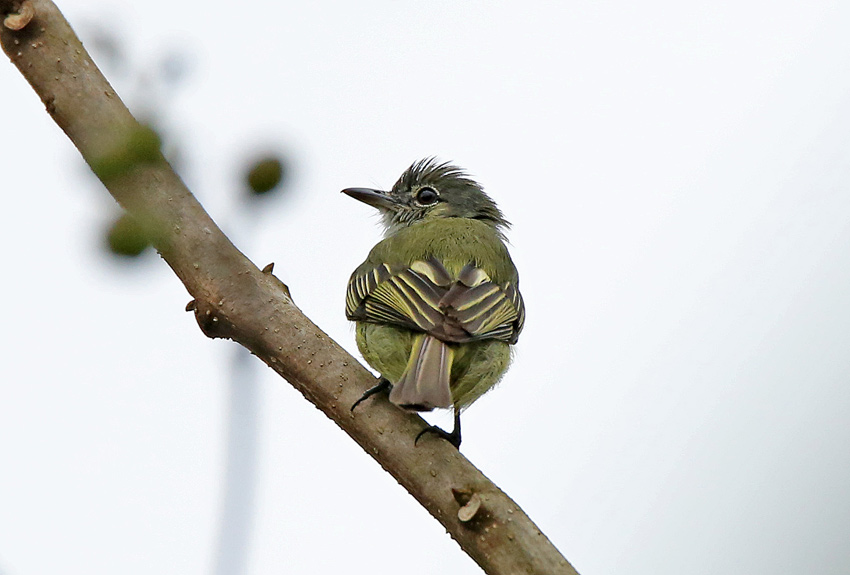 Yellow-margined Flycatcher