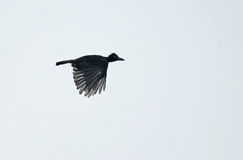 Amazonian Umbrellabird