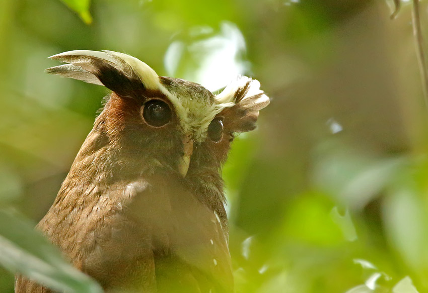Crested Owl