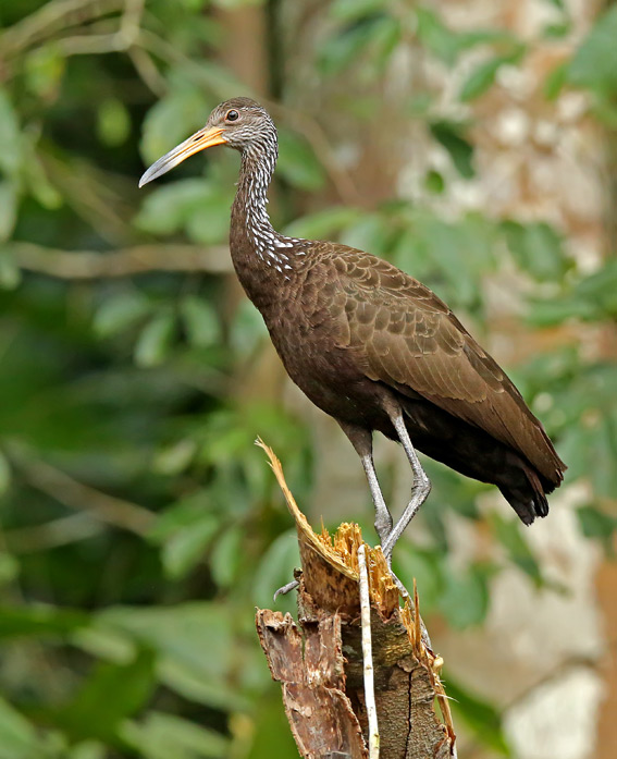 Limpkin3.jpg