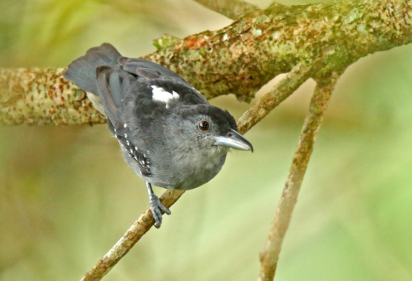 Spot-winged Antshrike