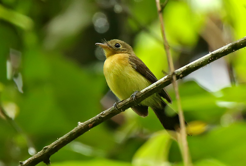 Black-tailed Flycatcher