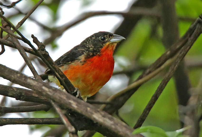 Crimson-breasted Finch