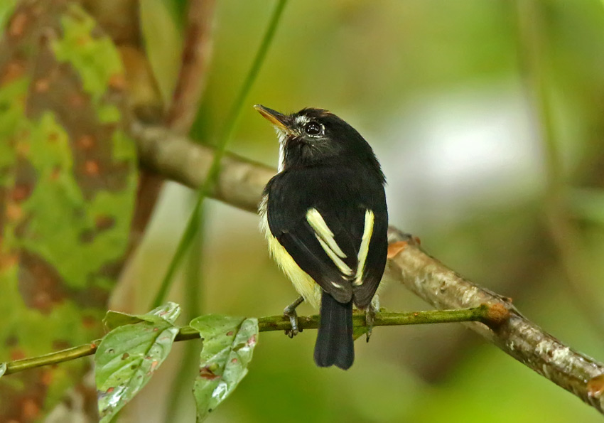 Black-and-white Tody-Flycatcher