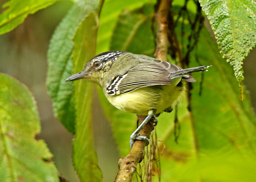 Yellow-breasted Antwren