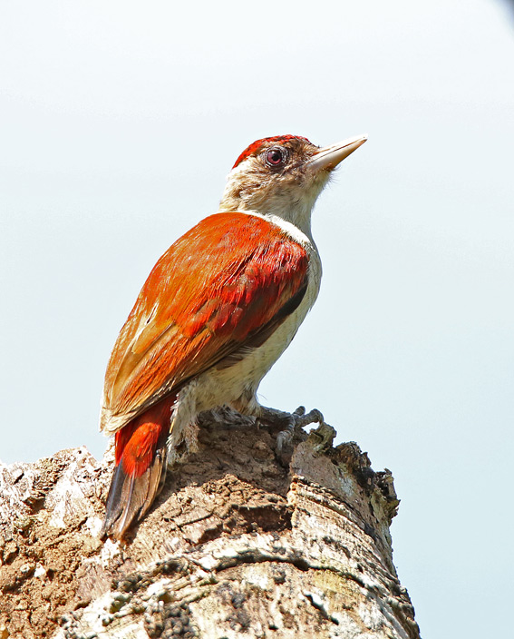 Scarlet-backed Woodpecker