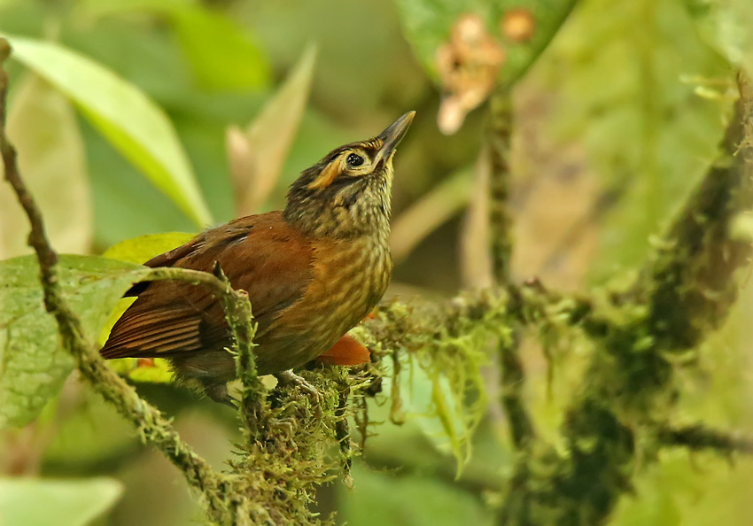 Scaly-throated Foliage-Gleaner