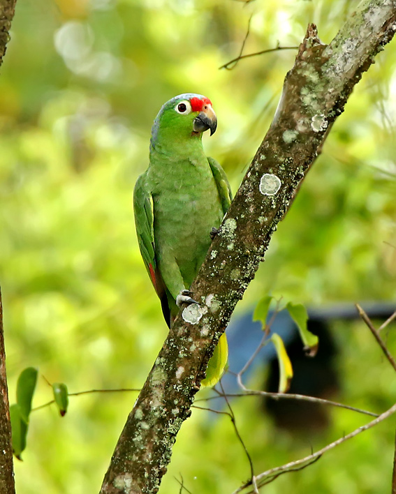 Red-lored Amazon
