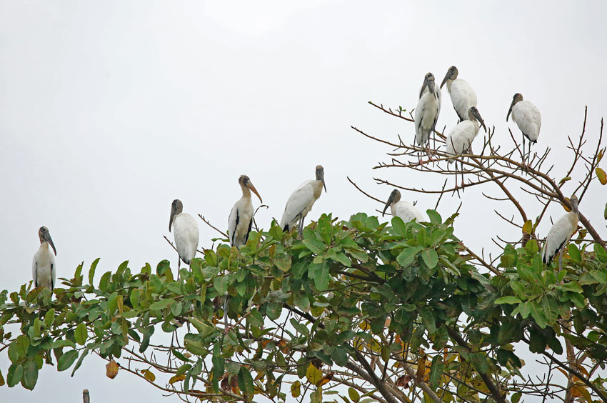 Woodstork