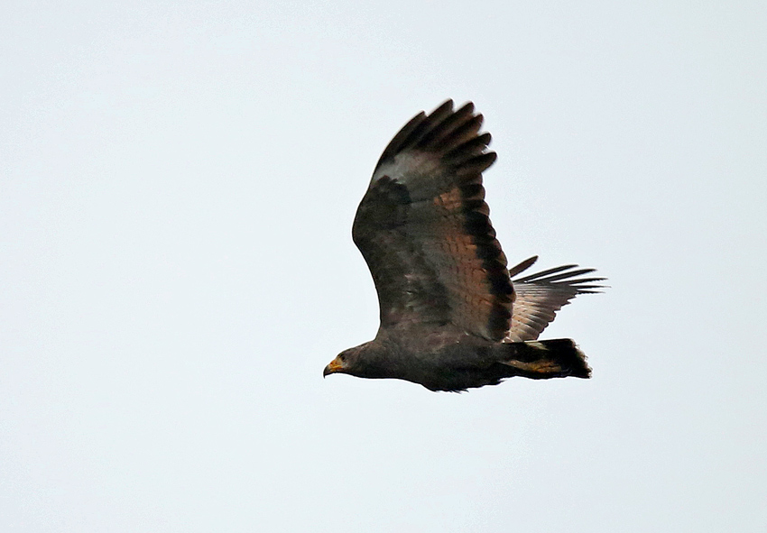 Common Black-Hawk