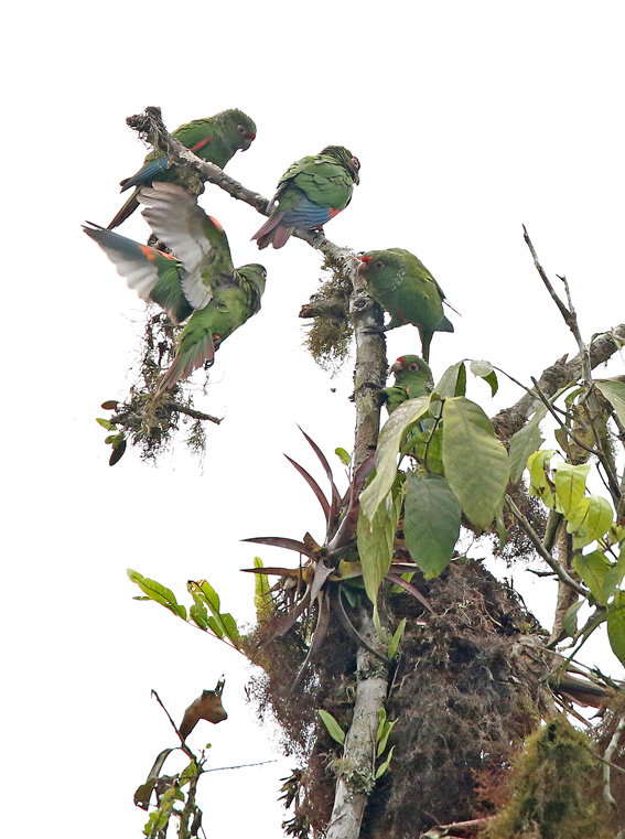 El Oro Parakeet