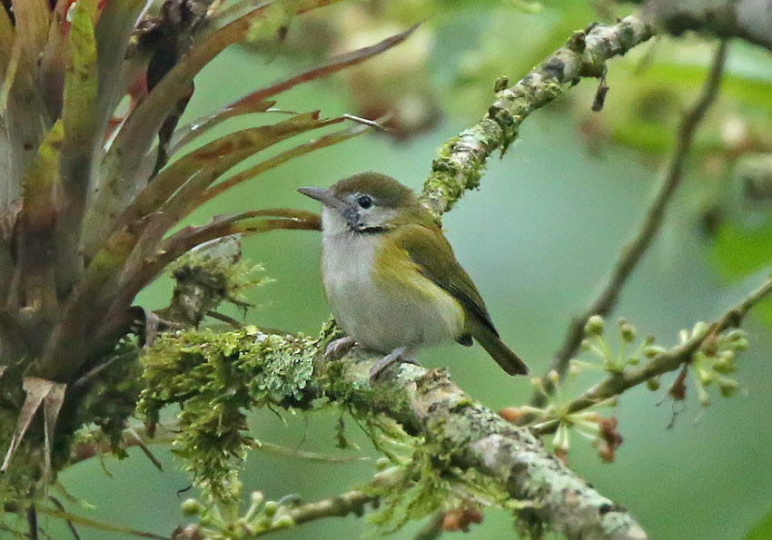 Lesser Greenlet