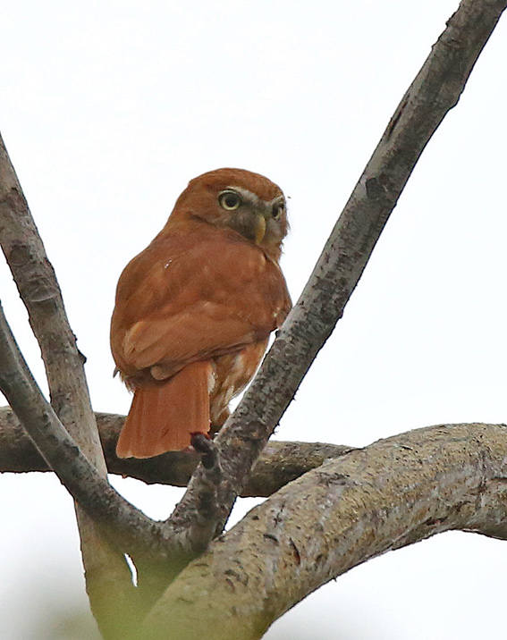 Pacific Pygmy-Owl