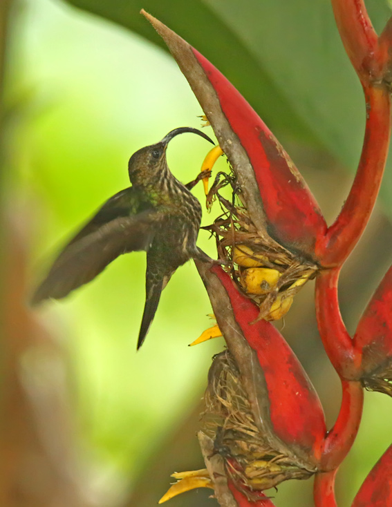 White-tipped Sicklebill