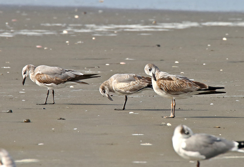 Laughing Gull