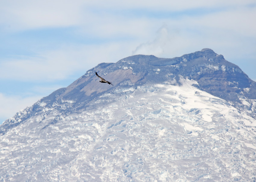 Andean Condor