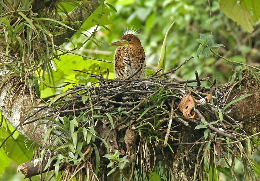 Fasciated Tiger-Heron