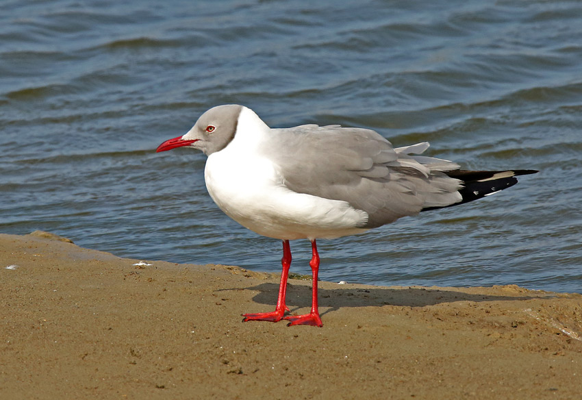 Gray-hooded Gull