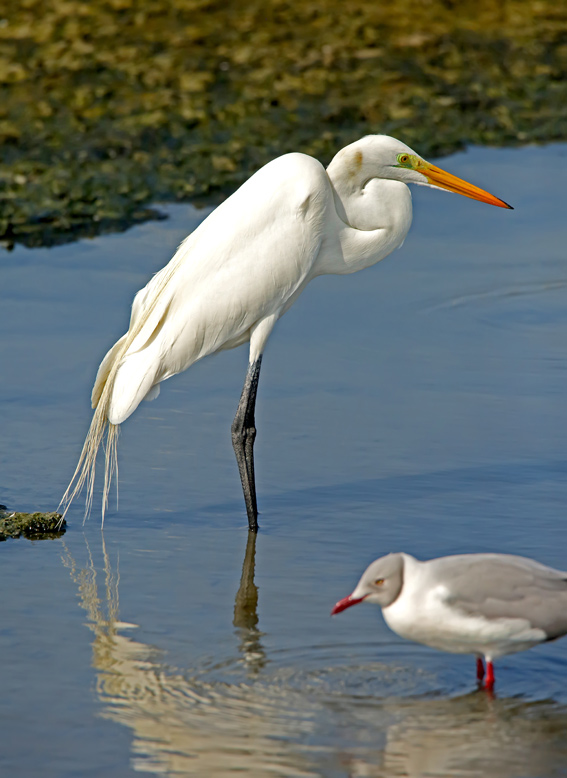 Great Egret