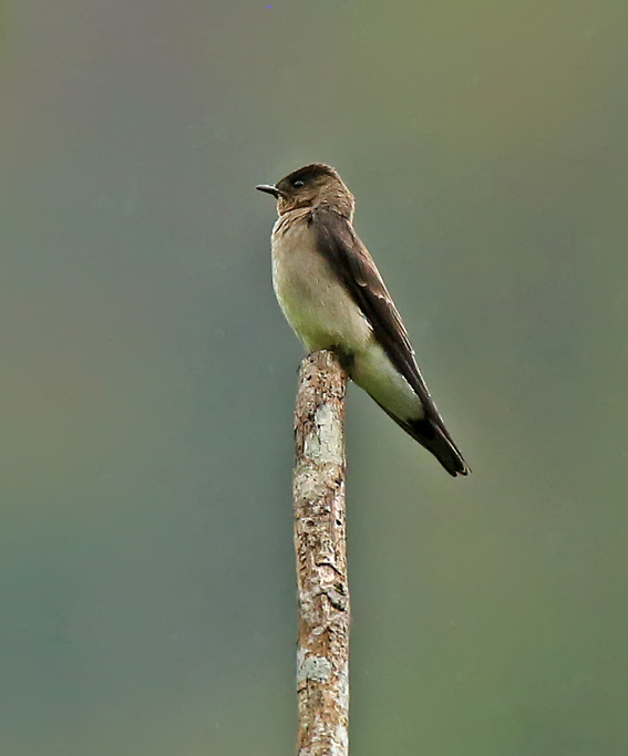 Southern Rough-winged Swallow