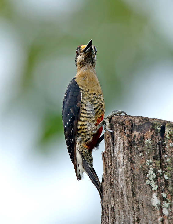 Black-cheeked Woodpecker