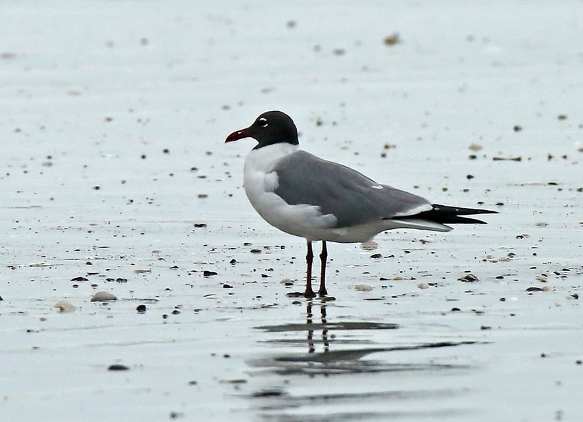 Laughing Gull