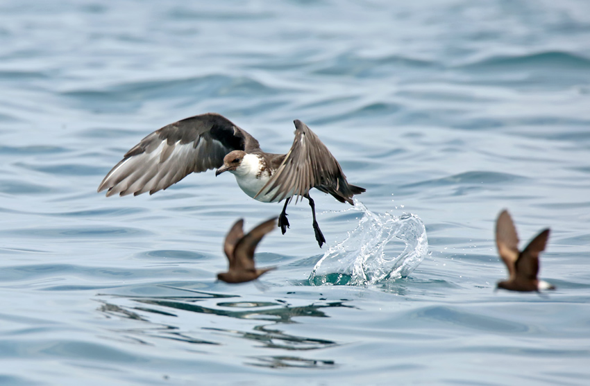 Pomarine Jaeger