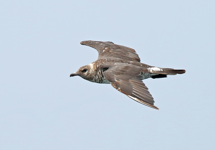 Pomarine Jaeger