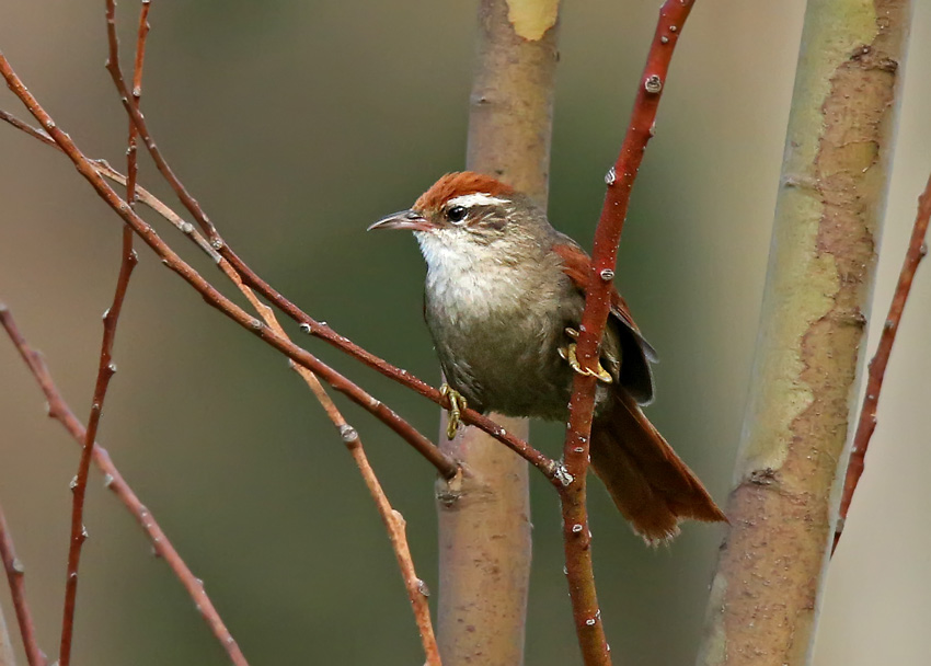 Barons Spinetail