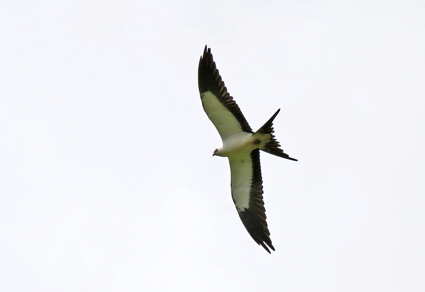 Swallow-tailed Kite