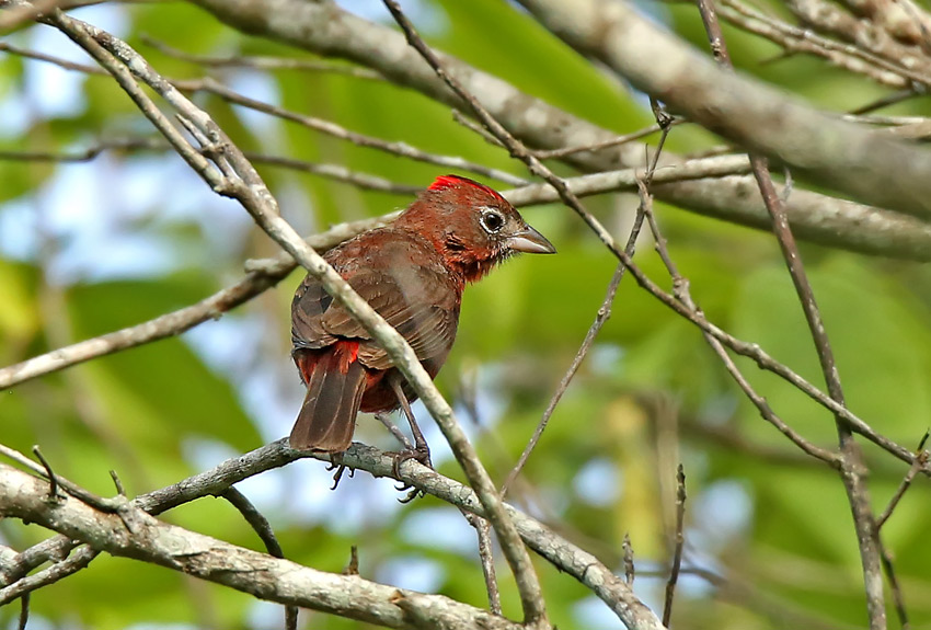 Red-crested Finch