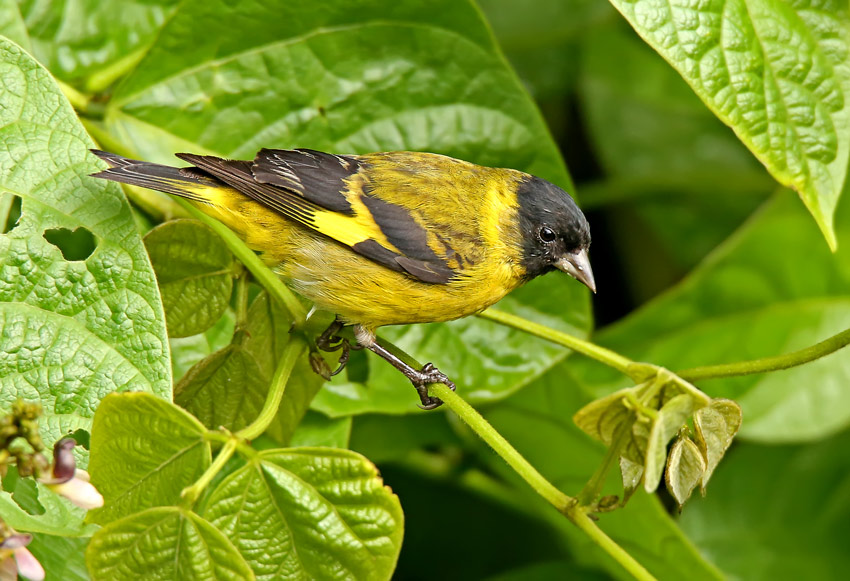 Hooded Siskin