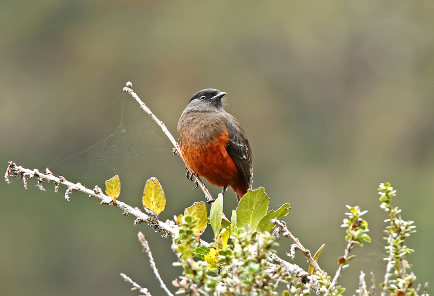 Chestnut-bellied Cotinga