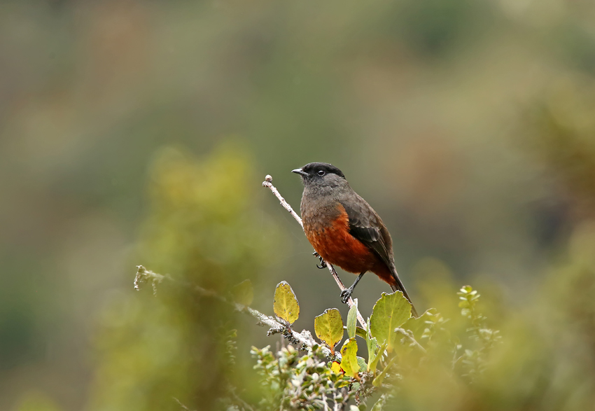 Chestnut-bellied Cotinga