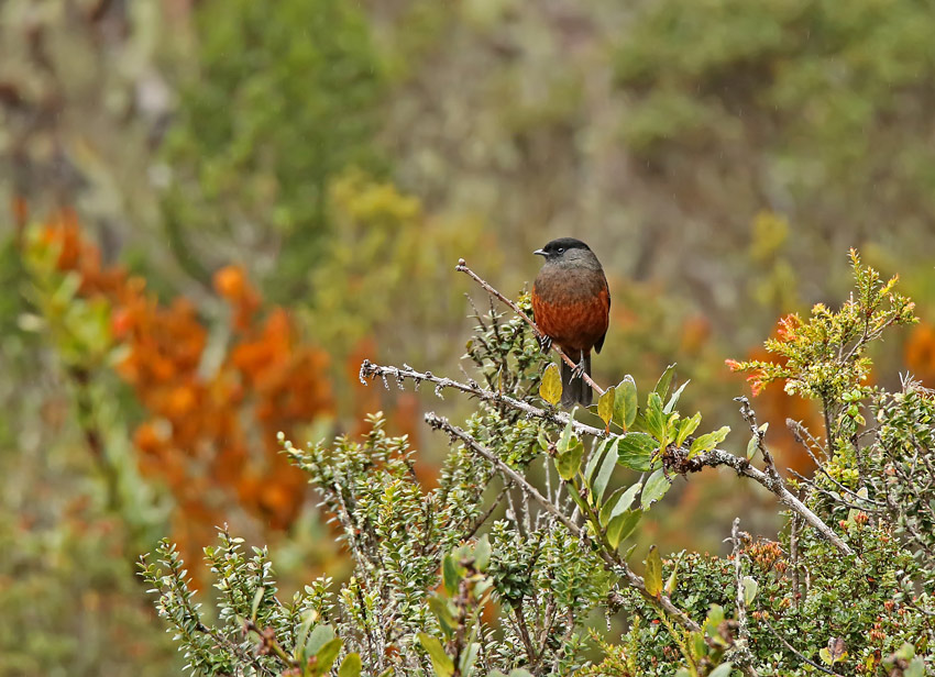Chestnut-bellied Cotinga