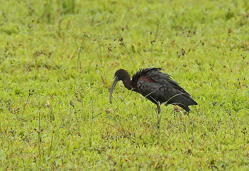 Glossy Ibis