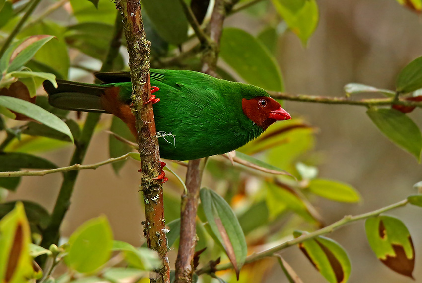 Grass-green Tanager