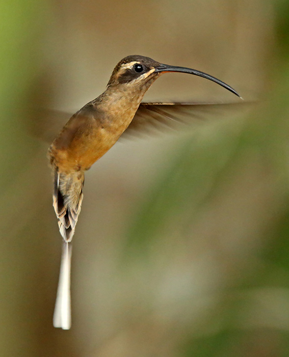 Great-billed Hermit