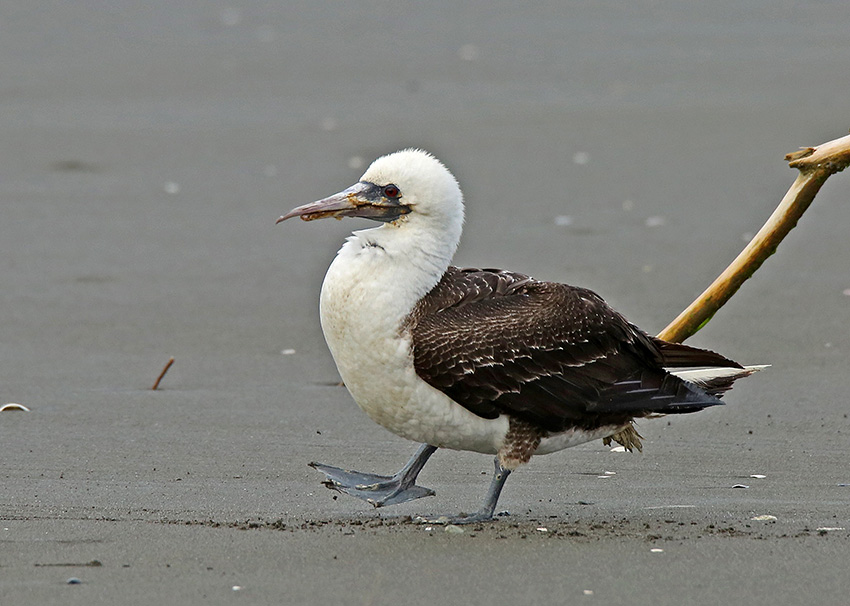 Peruvian Booby
