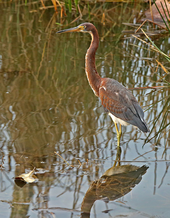 Tricolored Heron